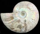 Silver Iridescent Ammonite - Madagascar #47493-1